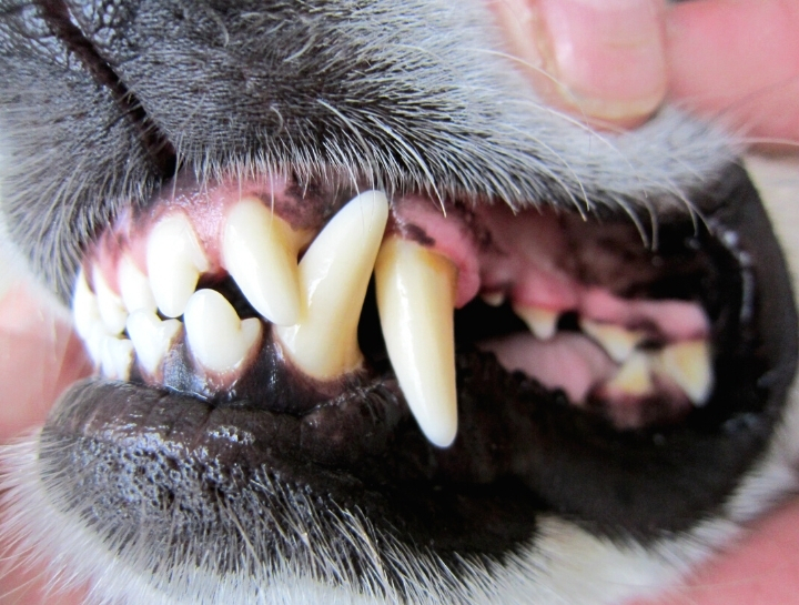 The Importance of Pet Dental Care