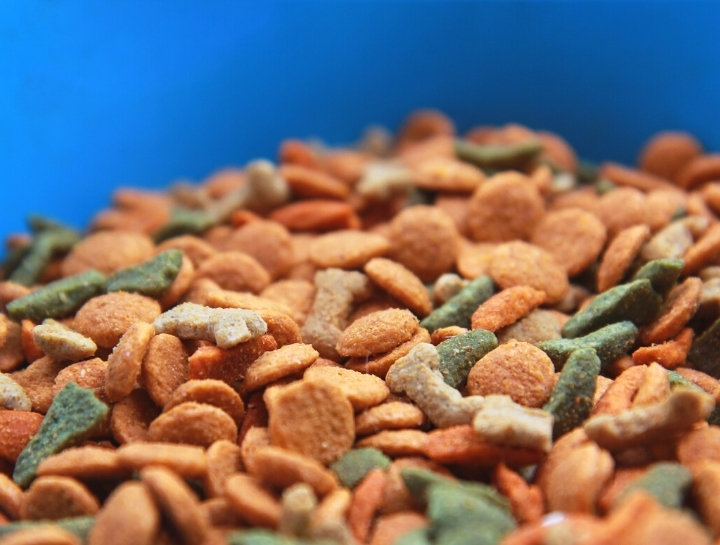 Going Against the Grain: On Food Allergies in Pets