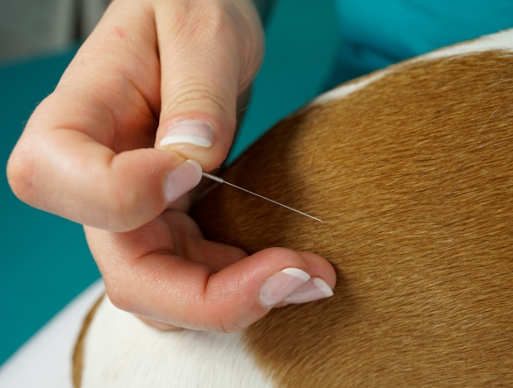 The Benefits of Veterinary Acupuncture